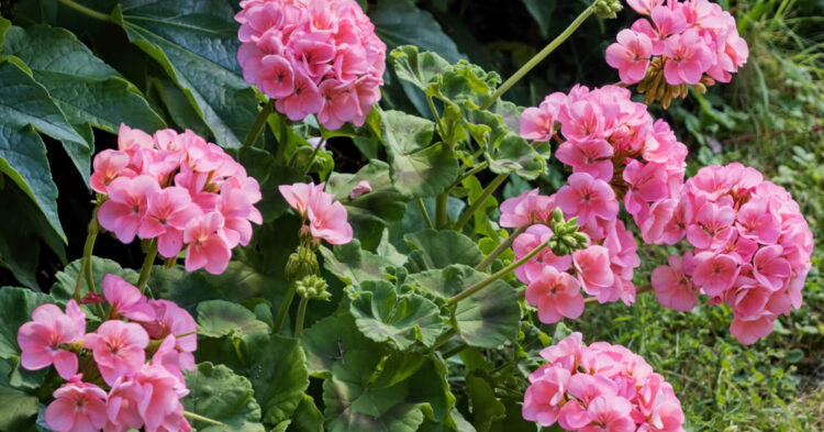 Geraniums for Containers, Hanging Baskets, Flower Beds & Borders