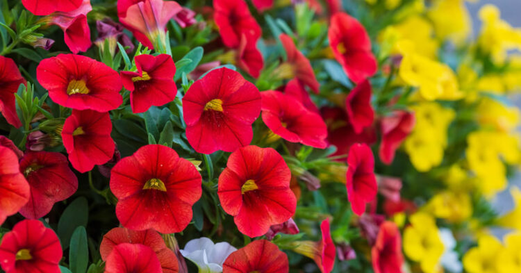 Million Bells: Abundant & Vibrant Blooms