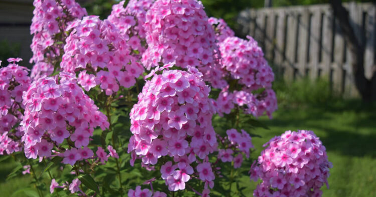 Phlox Paniculata Trade Sales