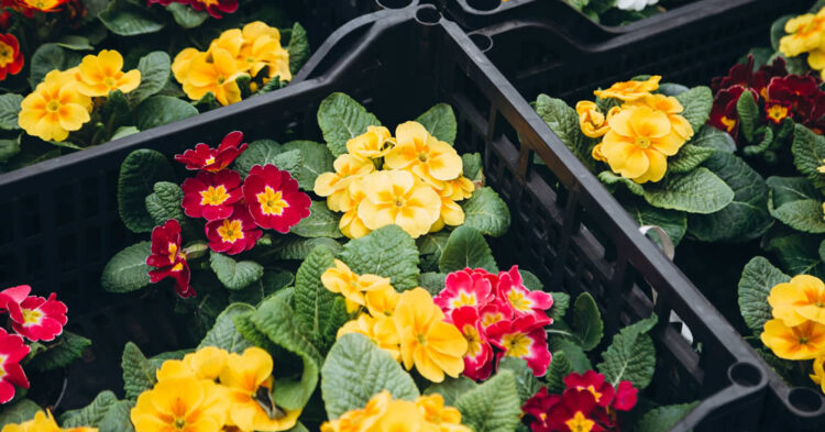 Autumn Primulas: a cherished sight