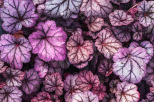 The Benefits of Heuchera for British Gardens