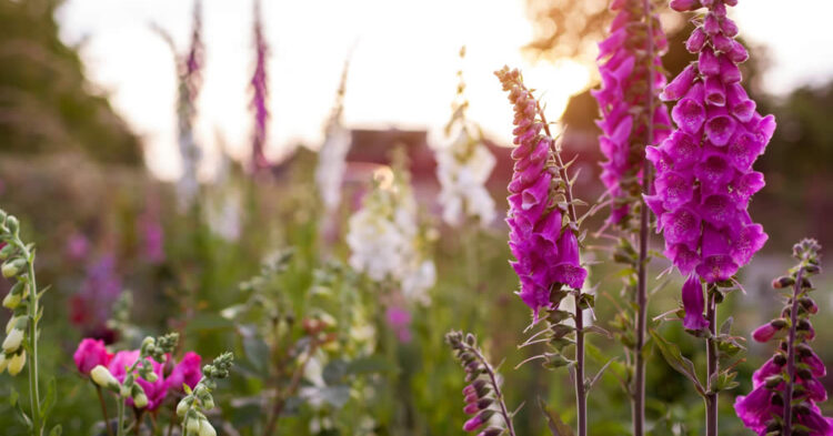 Digitalis: a favourite in ornamental gardens