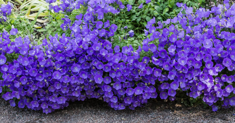 The Beauty of Campanula: A Gardener’s Delight