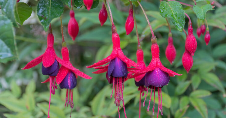 Trade Fuchsias by EN Coxhead