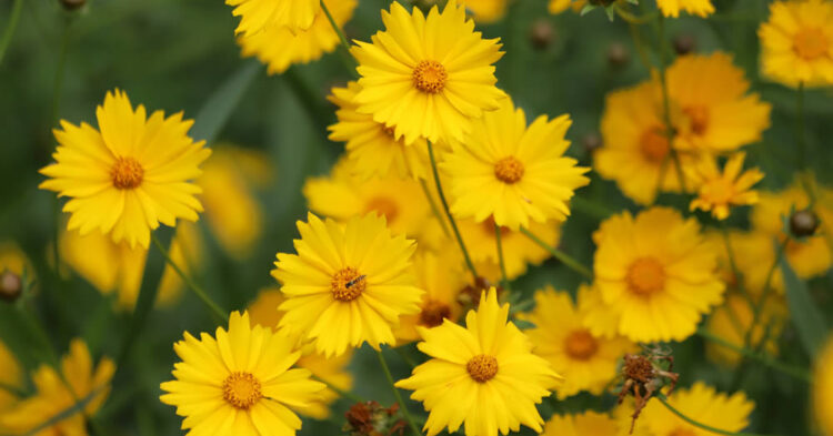 Coreopsis or Tickseed: A Cheerful and Hardy Garden Favourite