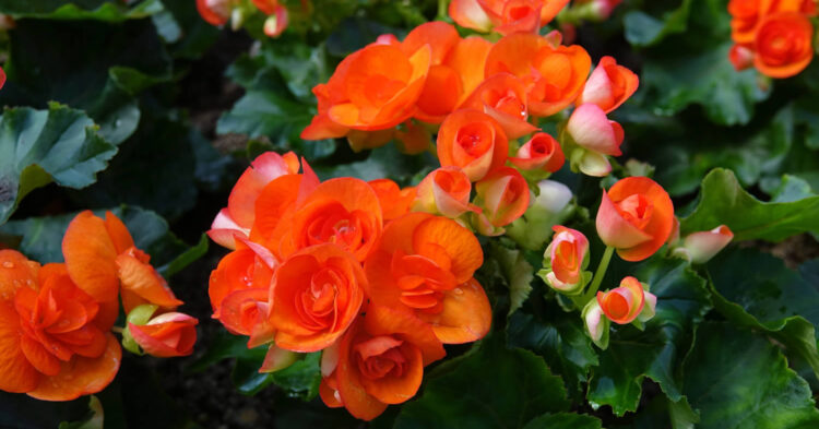 Non-Stop Begonias by EN Coxhead
