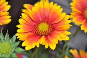 Gaillardia The Long Flowering Blanket Flower