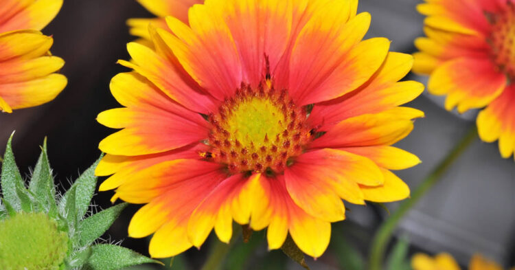 Gaillardia – The Long‑Flowering Blanket Flower