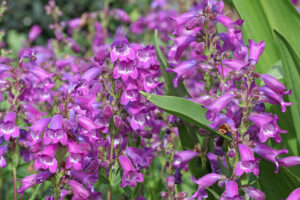 Penstemon Varieties at EN Coxhead