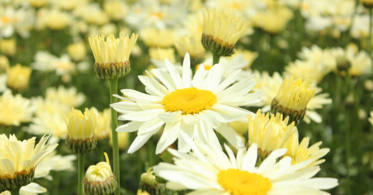 Leucanthemum: A Timeless Favourite