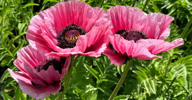 Poppy Trade Sales at EN Coxhead