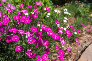 Dianthus: A Classic Garden Favourite