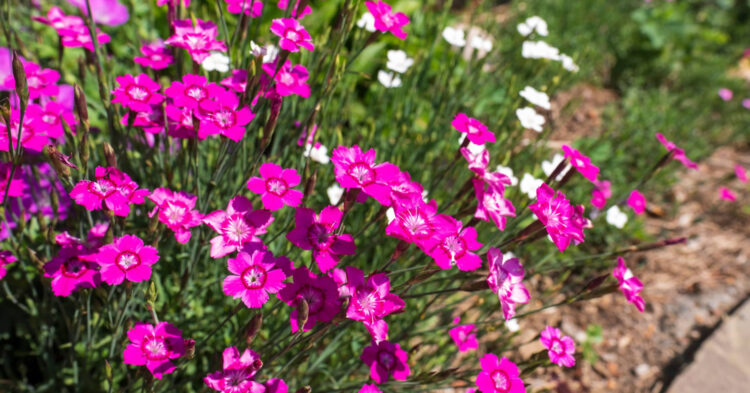 Dianthus: A Classic Garden Favourite