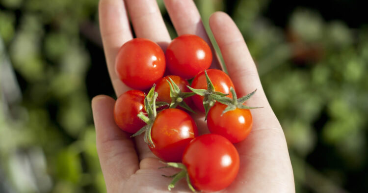 Trade Tomato Plants at EN Coxhead