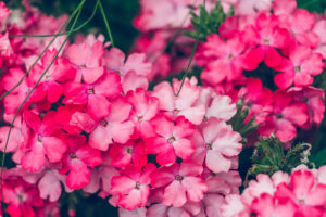 Verbena Endurascape Hot Pink
