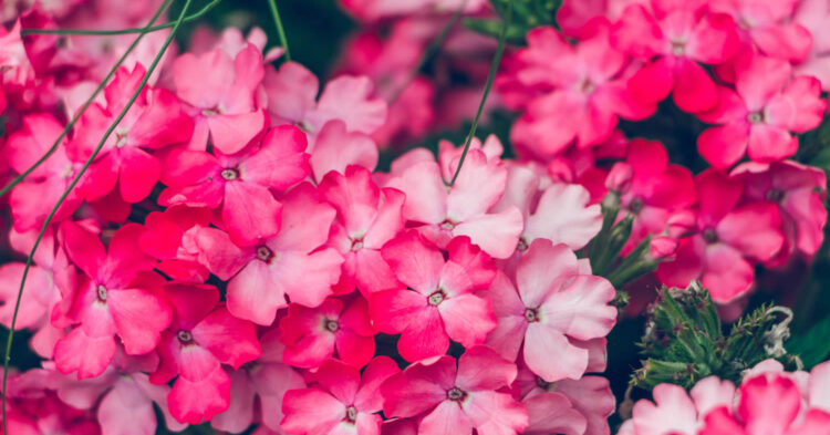 Verbena Endurascape Available Now for Trade Sales