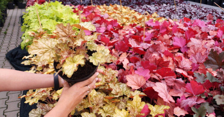 Heuchera Plants for Colour and Texture