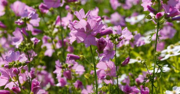 Malva Moschata: Summer Colour for Informal Planting