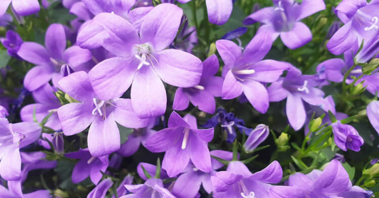 Campanula Trade Sales by EN Coxhead